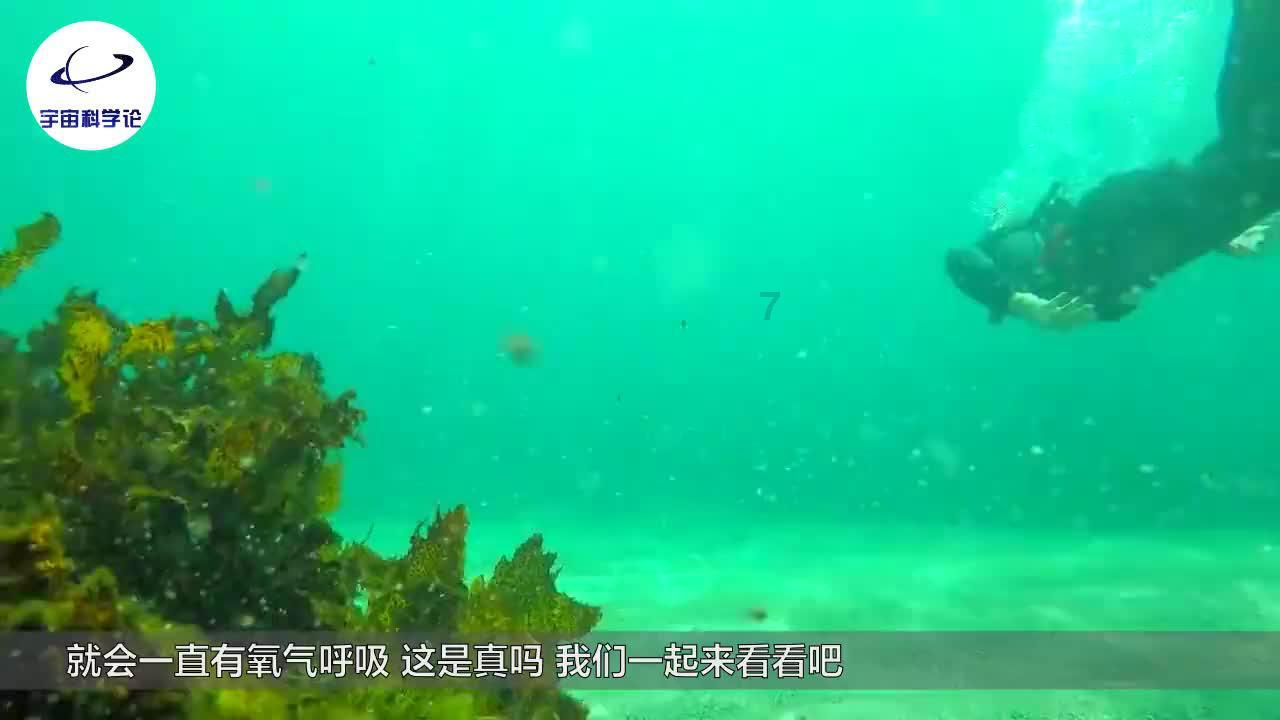 救援可爱的洋葱